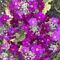 プリムラ マラコイデスの画像