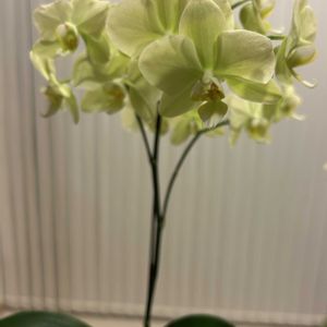 ミディ胡蝶蘭,ナチュラルガーデン,春の庭の画像