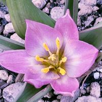 タイツリソウ,タイツリソウ,タイツリソウ（ケマンソウ）,原種系ミニチューリップ,オーケリアナ✨の画像