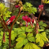 タイツリソウ,ユキワリソウ,ツリガネソウ,ショウジョバカマの画像