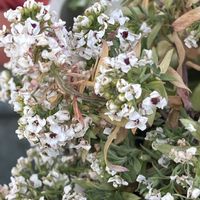 スイートアリッサム の画像