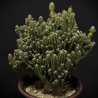 サボテン,ユーフォルビア属,ラウィーリンゼ,さくら サクラ 桜,多肉植物の画像