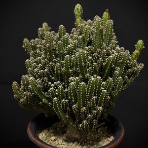 サボテン,ユーフォルビア属,ラウィーリンゼ,さくら サクラ 桜,多肉植物の画像