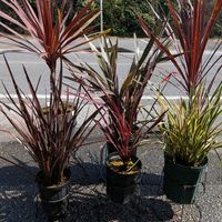 コルジリネ,ニューサイラン,コルジリネ レッドスター,コルジリネ レッドスター,コルジリネ エレクトリックピンクの画像