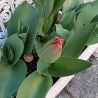 チューリップ,ガーデニング初心者,おうち園芸,小さな庭の画像