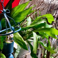 ビカクシダ,バランの画像