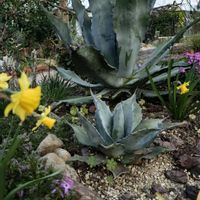 ローダンセマム,アガベ,ブルーデイジー,芝桜,水仙の画像