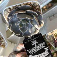 シャビアナ,デザートスター,フリルエケ,エケベリア初心者,かっこいいエケベリアの画像