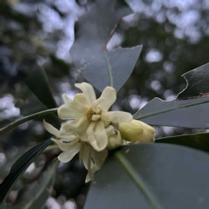 ハナノキ,裏山散策,庭を楽しむ,裏山の花,家の裏山の画像