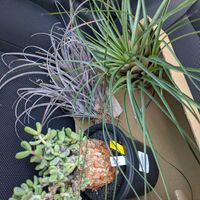 チランジア,テクトラム,アルボマルギナータ,観葉植物,塊根植物の画像