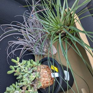 チランジア,テクトラム,アルボマルギナータ,観葉植物,塊根植物の画像