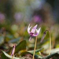 カタクリ,シラネアオイ,福寿草 秩父紅,白花カタクリ,素心酔白の画像