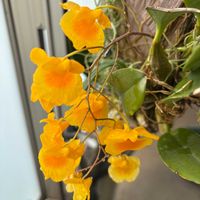 ユーフォルビア属,デンドロビウム リンドレイ,多肉植物,観葉植物,塊根植物の画像