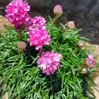 アルメリア,イオノプシジウム,クモマグサ,白銀の舞   ,多肉植物の画像