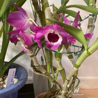 デンドロビウム,洋ランの画像