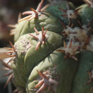ハオルチア,多肉植物,観葉植物,塊根植物,サボテン科の画像