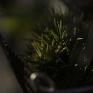 ハオルチア,多肉植物,観葉植物,塊根植物,サボテン科の画像