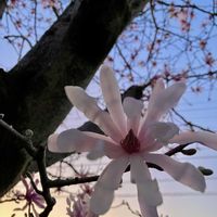 ムスカリ,プミラ,ヒメコブシ,ヒメコブシ,ヒメコブシの画像