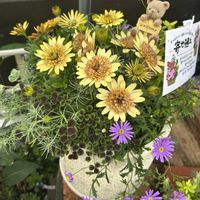 オスぺオスペルマム,寄せ植え,お花,植物のある暮らし,ありがとう♡の画像
