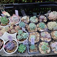 クローバー,タイツリソウ,トルコキキョウ,ミルキーウェイ,ビオラ　ラブラドリカの画像