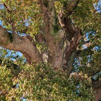 クスノキ,大きな木の画像