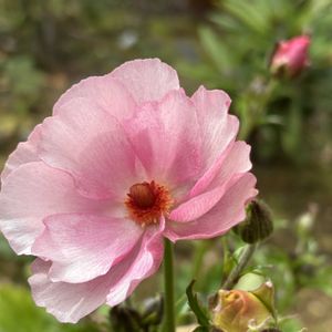 アネモネ オーロラ,ラナンキュラス ラックス アウラ,鉢植え,ガーデニング,球根植物の画像