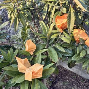 玉ねぎ,なつたより,八重の水仙,武器ではなく花を,葉面散布の画像
