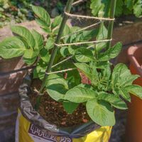 ジャガイモ,ぽろしり（じゃがいも）,家庭菜園の画像