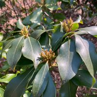 カルミアの画像