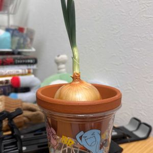 玉ねぎ,玉ねぎ,お野菜,リビング・ダイニングの画像