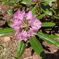 シャクナゲの画像