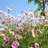 コスモス,コスモス 日の丸,青空,素敵,いいお天気♪の画像