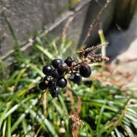 ヤブランの画像