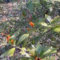 クチナシの画像