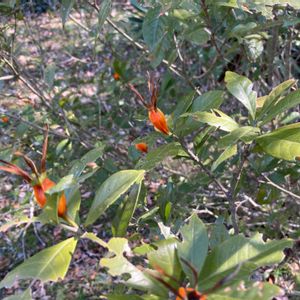 クチナシの画像