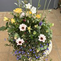 寄せ植え,癒し,感謝,楽しみ〜,花のある暮らしの画像