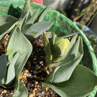 チューリップ,チューリップ・ブラックヒーロー,チューリップ フォックストロット,葉っぱのある暮らし,強風ベランダの画像