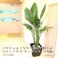 ストレリチア オーガスタ,ストレリチア オーガスタ,オーガスタ,オーガスタ,観葉植物の画像