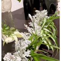 クリスマスローズ,シロタエギク,オリヅルランの画像