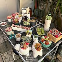 寄せ植え,植え替え,エケベリア属,多肉大好き,花粉症の画像