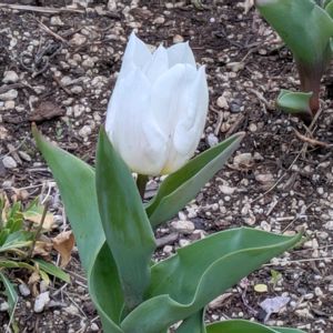 チューリップ,白い花,いつもありがとう♡,花のある暮らし,屋上庭園の画像