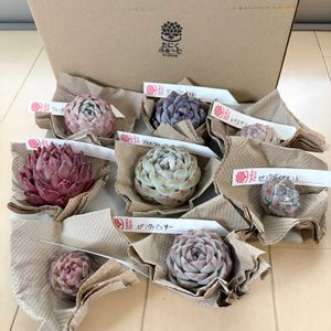 エケベリア,カット苗,たにくふぁーむあいち,たにくふぁーむの画像