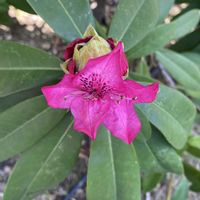 シャクナゲ,地植え,開花,ピンクの花,緑が好きの画像