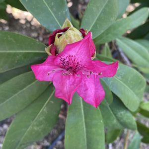 シャクナゲ,地植え,開花,ピンクの花,緑が好きの画像
