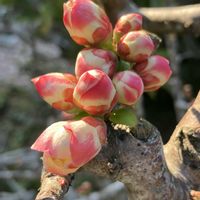 コデマリ,パンジー・ビオラ,ボケ,サツキ,多肉植物いろいろの画像