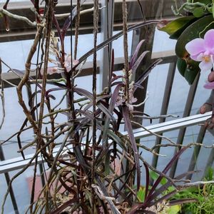 バンダ,胡蝶蘭,バンダ クリステン,バンダ　クリステン　ソニアナ,DIYの画像