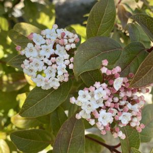 ビバーナム ティヌス,地植え,開花,ピンクの花,緑が好きの画像