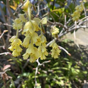 トサミズキ,地植え,開花,黄色の花,緑が好きの画像