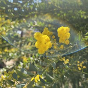 サンカクバアカシア,地植え,開花,黄色の花,緑が好きの画像
