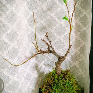 ボケ,苔玉,寝室の画像